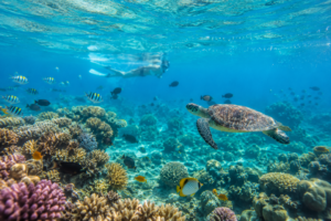 snorkelen